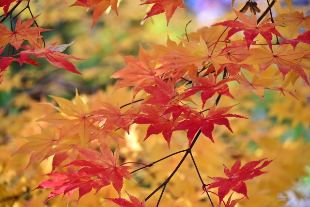 もうすぐ見頃に！滋賀県甲賀市の紅葉名所